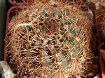 Lobivia arachnacantha v vallegrandensis