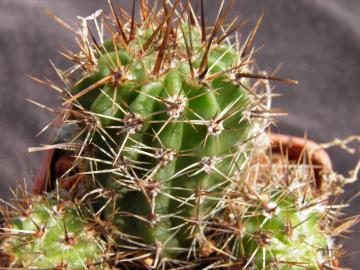 Lobivia aurea v albiflora (2)