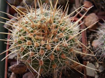 Lobivia aurea v robustior