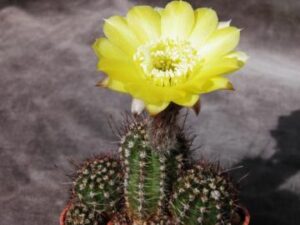 Lobivia aurea v shaferii