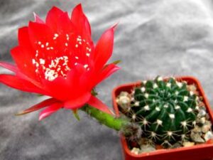 Lobivia calorubra v pojoensis