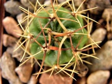 Lobivia cardenasiana v rubriflora