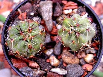 Lobivia chrysantha v hypocyrta