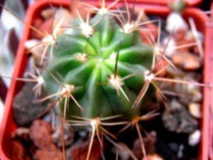 Lobivia chrysochete v subtilis