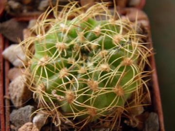 Lobivia cinnabarina v draxleriana (2)