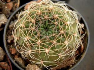 Lobivia cinnabarina v prestoana