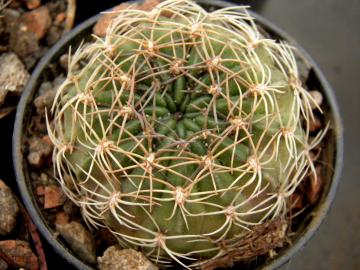 Lobivia cinnabarina v prestoana