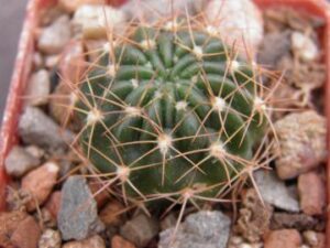 Lobivia cinnabarina v walterspielii