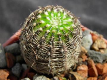 Lobivia densispina v rebutioides