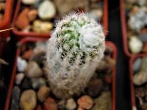 Lobivia densispina v scoparia