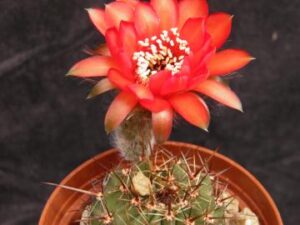 Lobivia aurea v dobeana