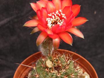 Lobivia aurea v dobeana