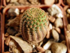 Lobivia famatimensis