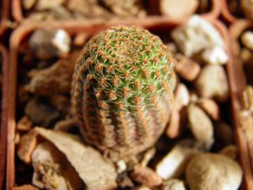 Lobivia famatimensis