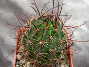 Lobivia_haematantha WR 165_7326_7975 Lobivia haematantha