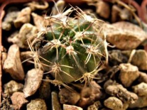 Lobivia_haematantha v chorrillosensis_5220 Lobivia haematantha v chorrillosensis