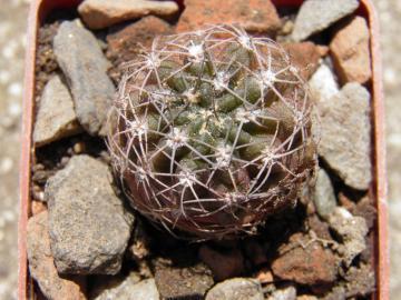 Lobivia haematantha v fechserii (1)