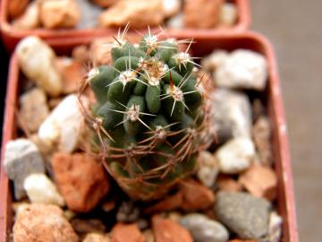 Lobivia haematantha v nigrispina