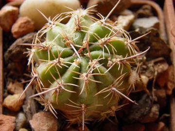 Lobivia haematantha v penca-poma