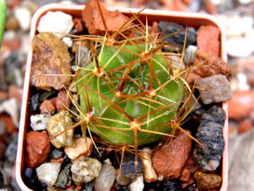 Lobivia hertrichiana v urudensis