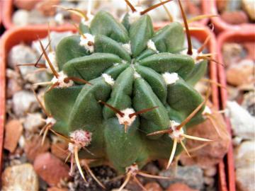 Lobivia maximiliana v corbula