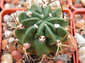 Lobivia maximiliana v corbula (2)