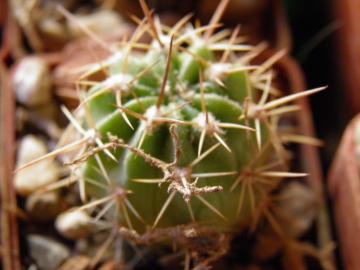 Lobivia maximiliana v cruciaureispina