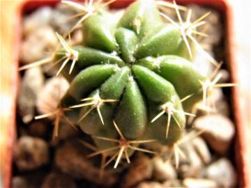 Lobivia maximiliana v sicuaniensis (1)