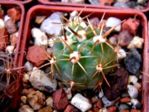 Lobivia_maximilliana v durispina_6302 Lobivia maximiliana v durispina