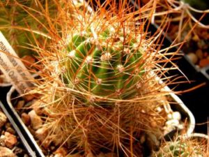 Lobivia_maximilliana v miniatiflora_7757 Lobivia maximilliana v miniatiflora