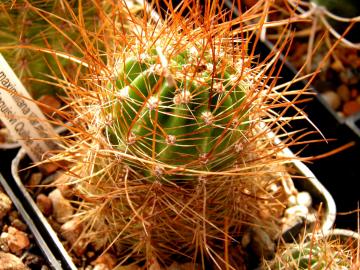 Lobivia maximilliana v miniatiflora