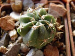 Lobivia pentlandii v hardeniana