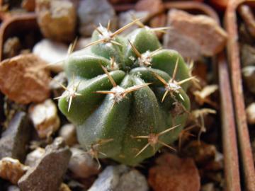 Lobivia pentlandii v hardeniana