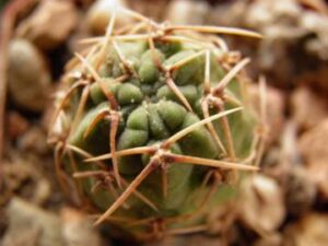 Lobivia pugionacantha v cornuta