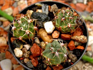 Lobivia pugionacantha v salitrensis