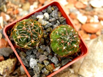 Lobivia sanguiniflora v breviflora