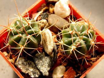 Lobivia tegeleriana v incuiensis (1)