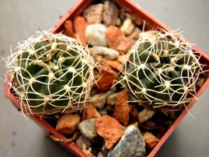 Lobivia tiegeliana v cinnabarina