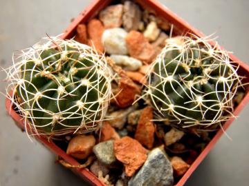 Lobivia tiegeliana v cinnabarina