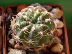 Lobivia tiegeliana v pusilla (1)