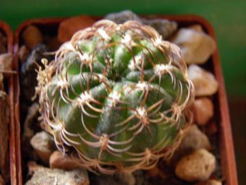 Lobivia tiegeliana v pusilla