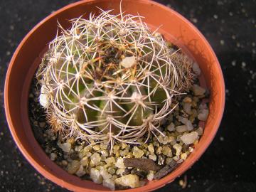 Lobivia tiegeliana v flaviflora