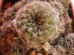 Lobivia tiegeliana v distefaniana