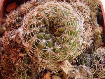 Lobivia tiegeliana v distefaniana