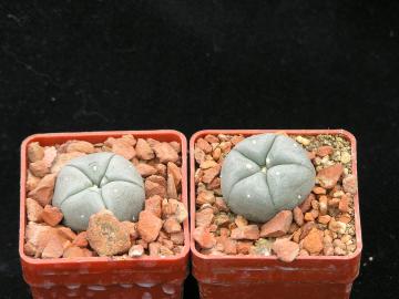Lophophora willamsii v diagonalis