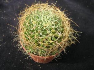 Mammillaria albescens