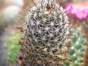 Mammillaria fraileana