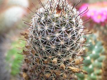 Mammillaria fraileana