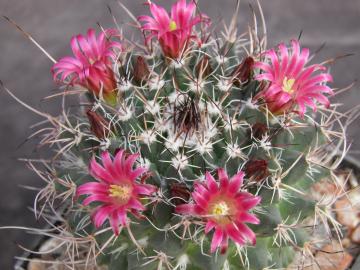 Mammillaria mystax