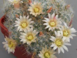 Mammillaria prolifera